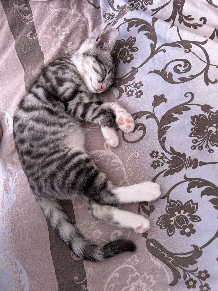 Котенок девочка 2 месяц