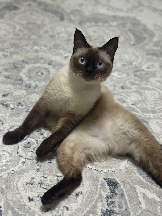 Отдам в хорошие руки