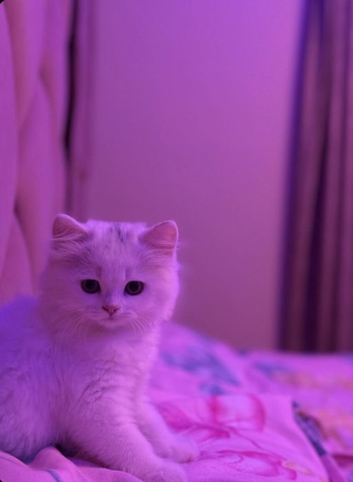 Продается котёнок