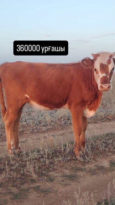 Ұрғашы баспақ сатам