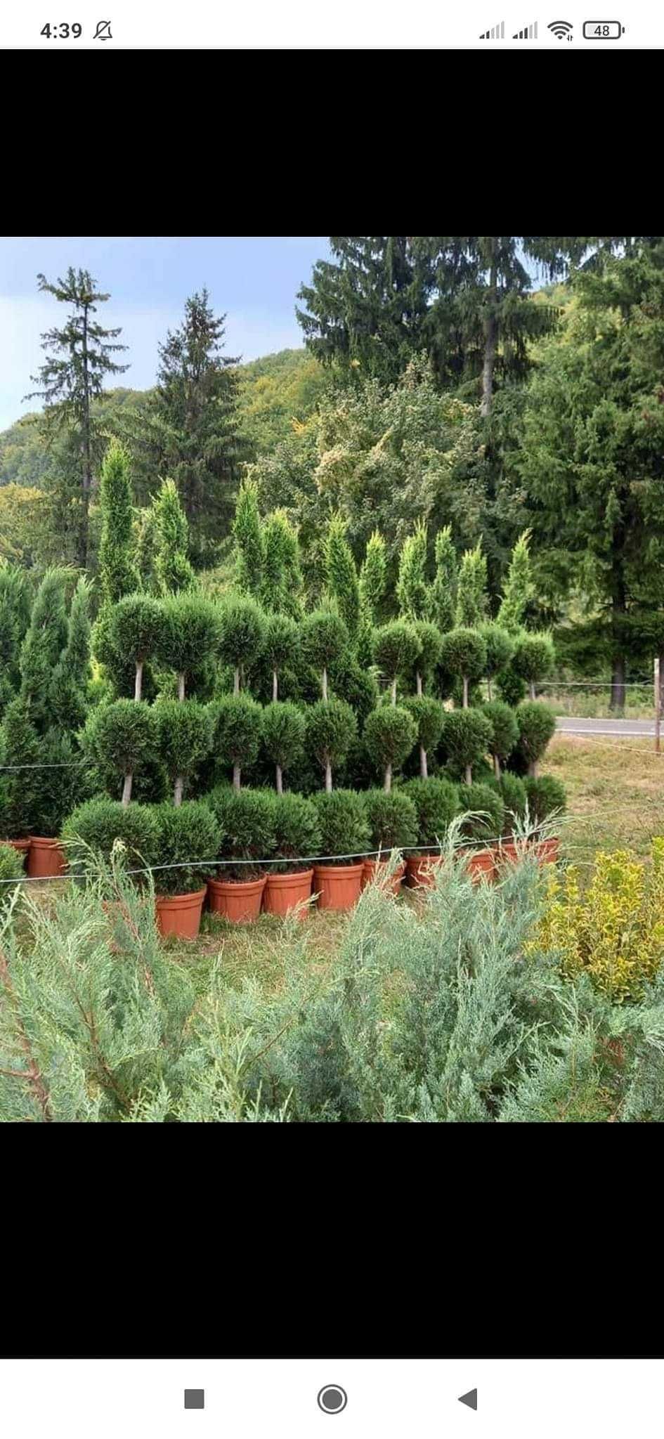 Plante ornamentale diferite specii și dimensiuni preț accesibil