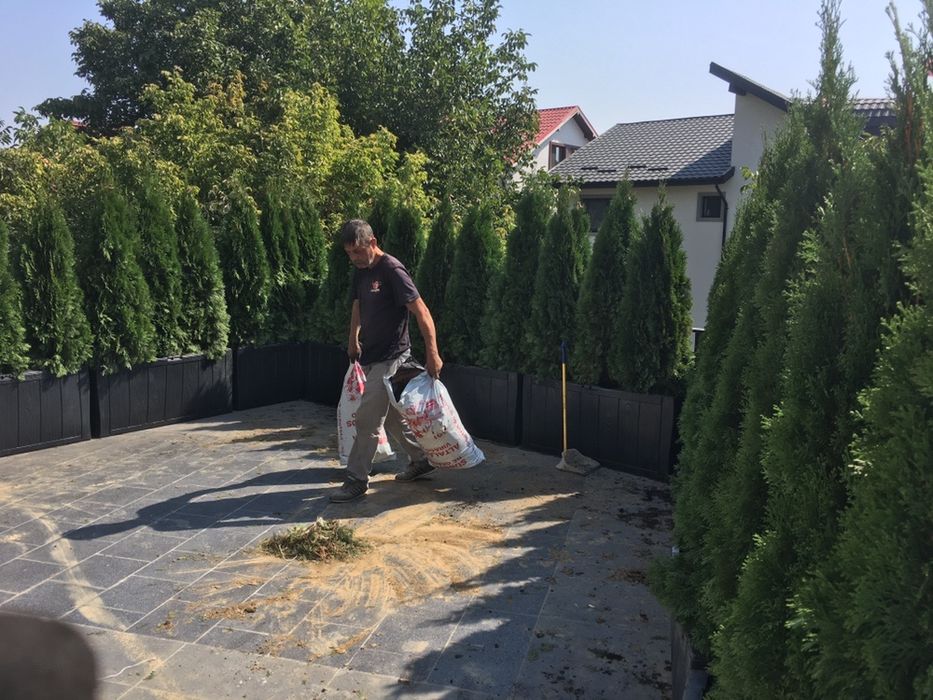 Tuia smaragd / Leylandi