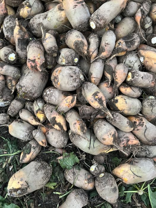 Vând sfeclă furajeră!