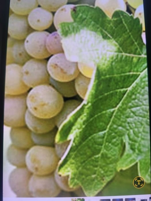 Vând struguri de vin productie 2025
