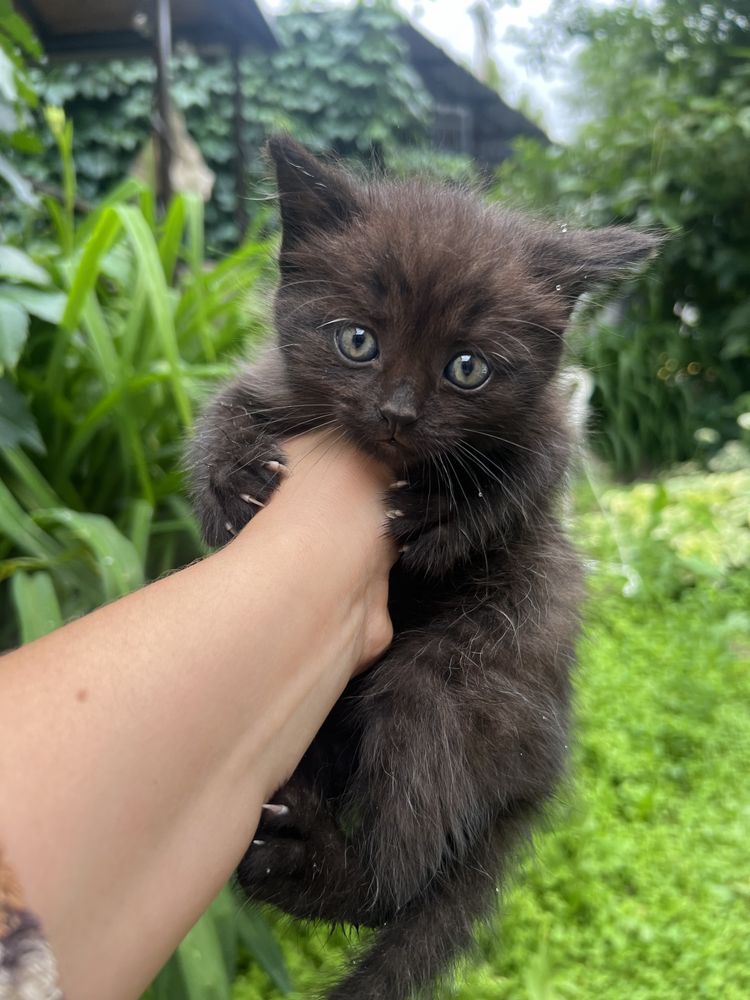 Котята ищут дом