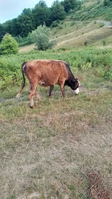 Vand vitel varsta un an