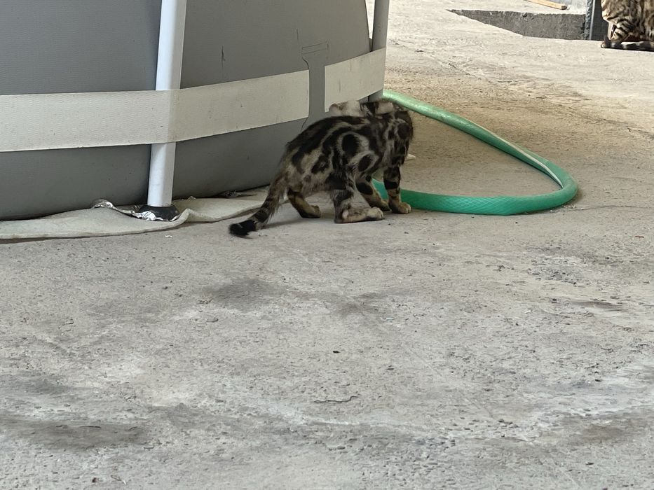 Bengal ogil tozza zot