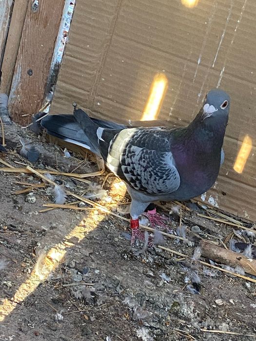 Vând porumbei voiajori pentru concurs