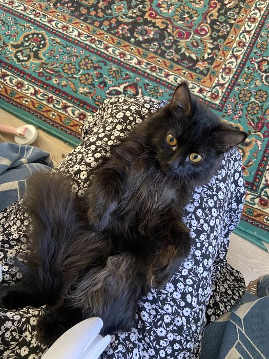 Отдам в добрые руки