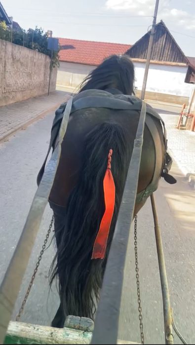 Vand armasar de 4 ani cuminte