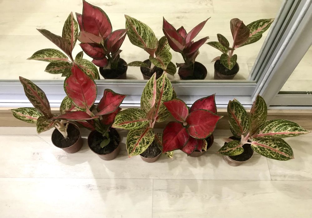 Домашние цветы, создающие уют