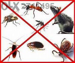 Хлебарки,гълъби,дървеници,бълхи,мравки,кърлежи,оси,паяци,плъхове,мишки