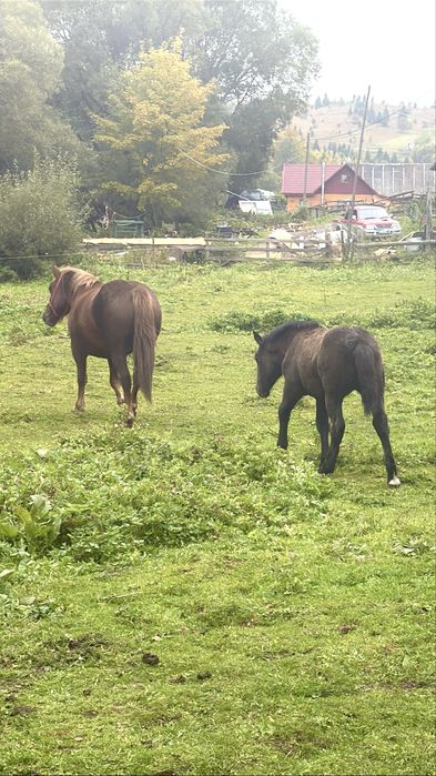 De vanzare Iapa gestanta + Manza