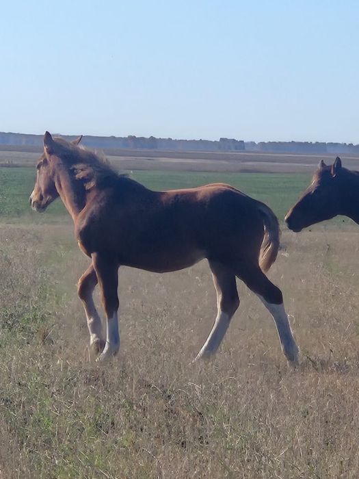 Продам жеребят полутяжи
