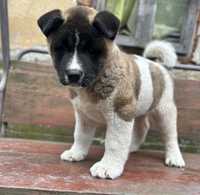 Catelusa Akita American