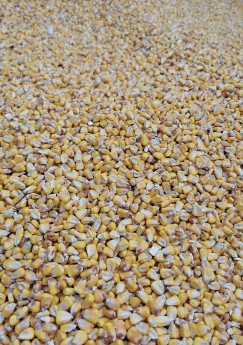 Porumb boabe de inalta calitate