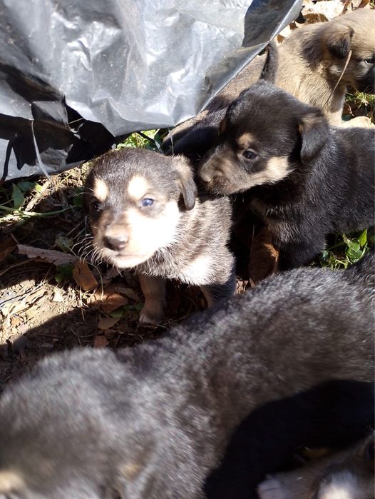 Donez catelusi metiși masculi !! Varsta circa 6 saptamani