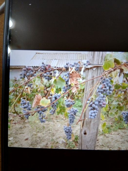 Vindem struguri ananas nouă