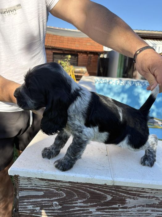 Чистокръвни Кокер Шпаньолчета момиче и момче