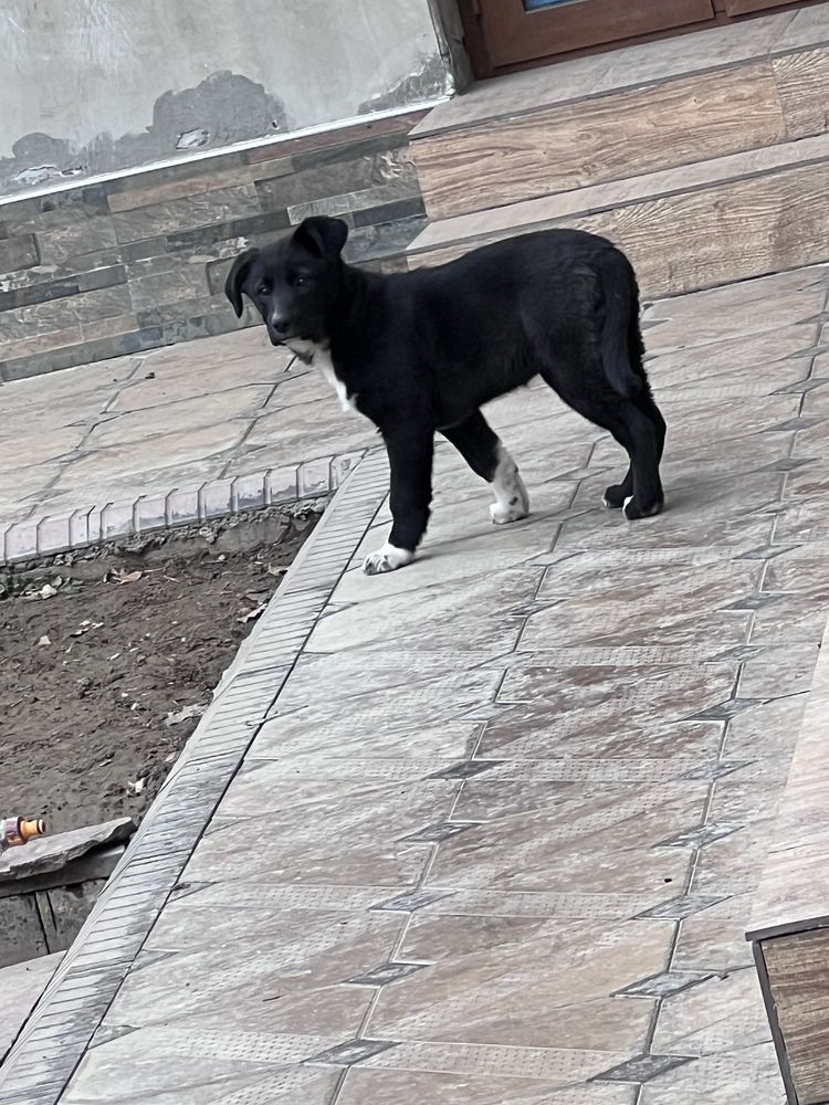 Отдам щенка в хорошие руки