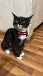 Rehoming my beautiful black tuxedo shorthair cat 
Litter trained