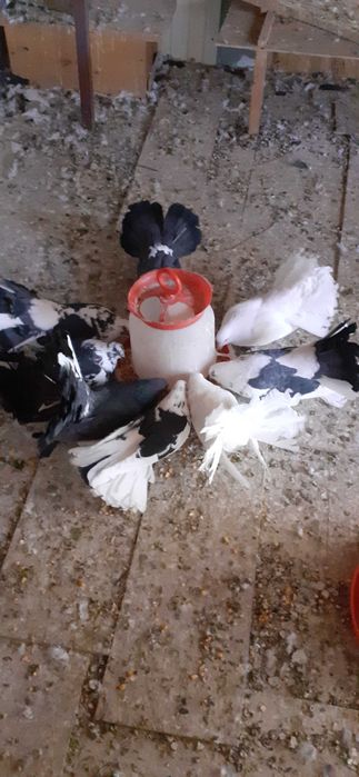 Vand  10 porumbei curcani 250 lei toții