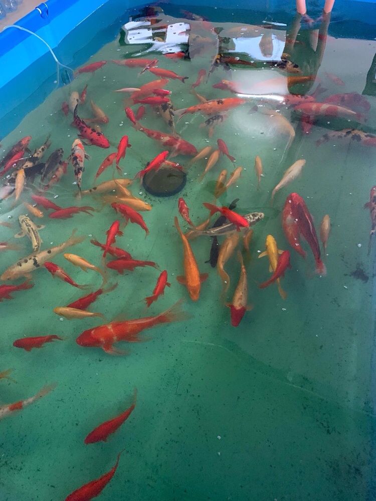 Crap Koi 15-50cm