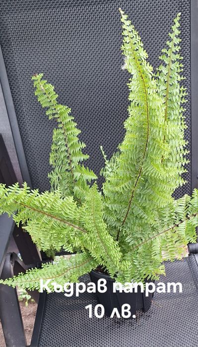 Предлагам стайни растения