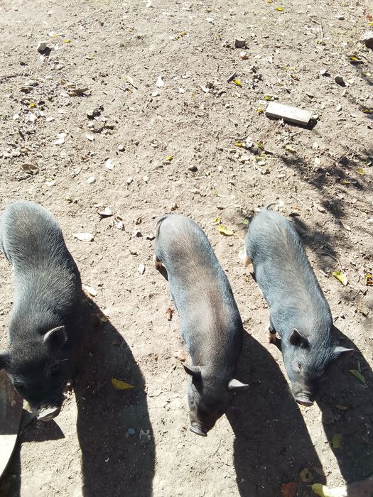 Виетнамски прасета на 2 месеца