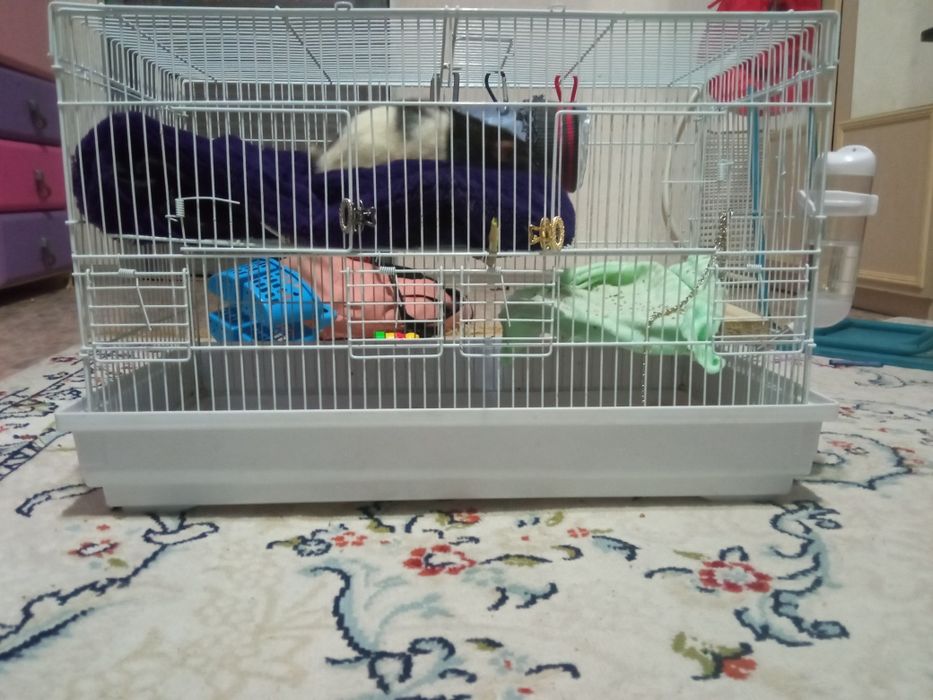 Продам клетку с крысой за 6.000