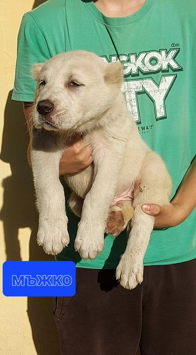 Кавказки вълкодав