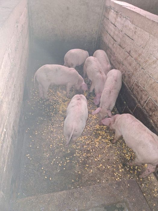 Продавам прасета