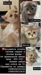Котята скотиш страит и фолд