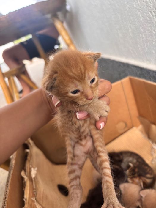 Pisici pentru adopție GRATIS