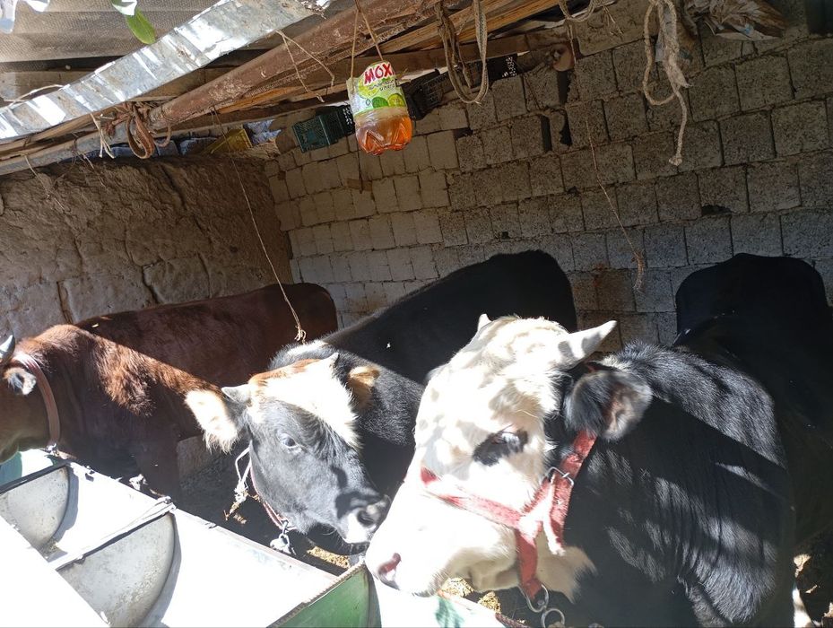 3 та навосчалар сотилади