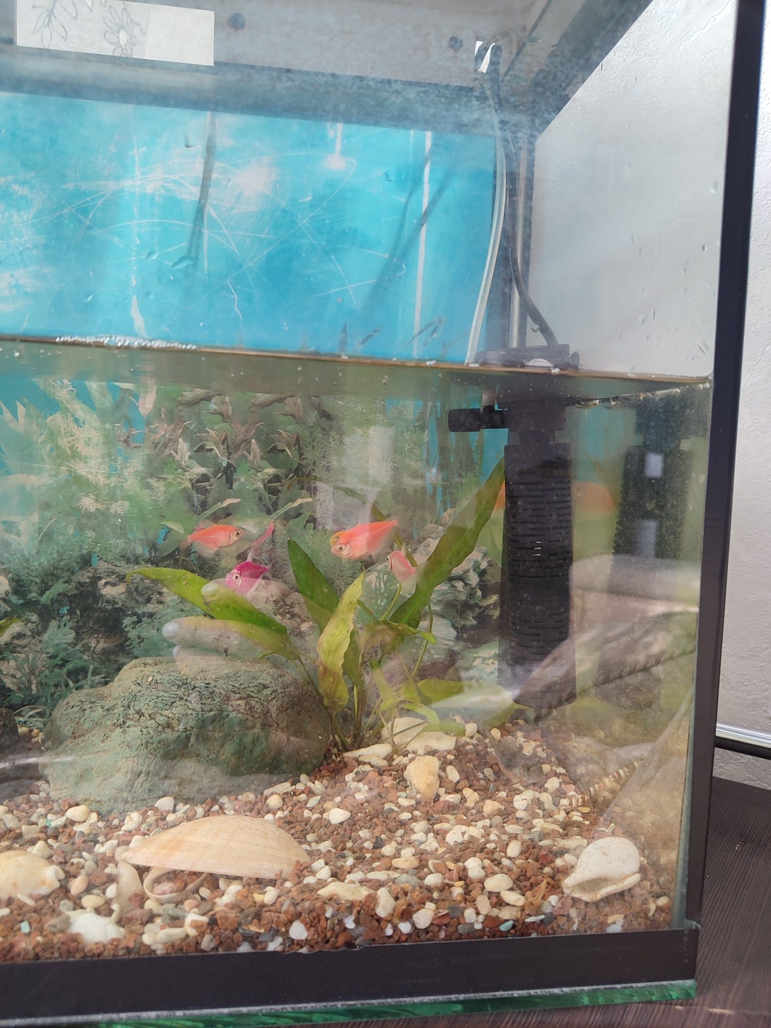 Продам аквариум 60л с рыбками