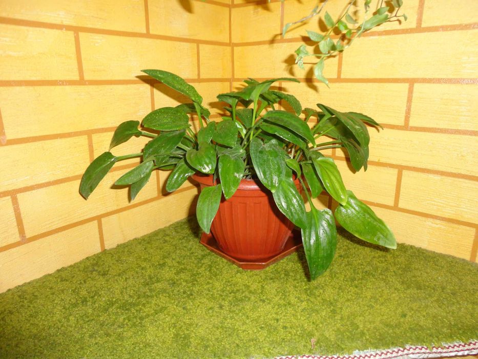 Дримиопсис  комнатный цветок.