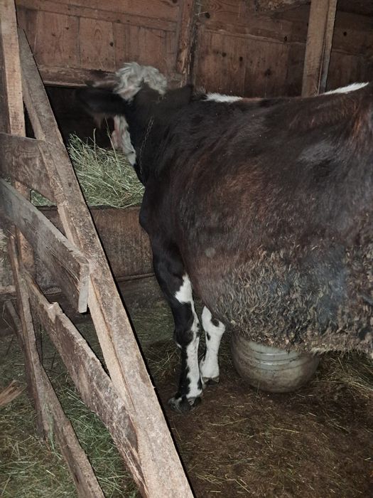 Gestantă în 7 luni.