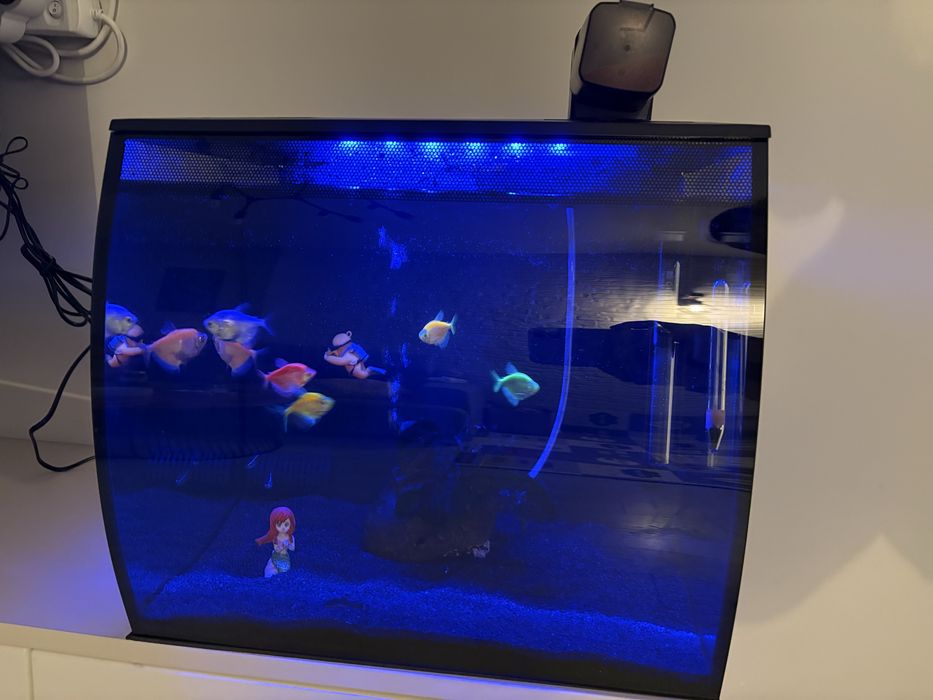 Аквариум Fluval Flex 57 +помпа+нагревател+препарати+ рибки
