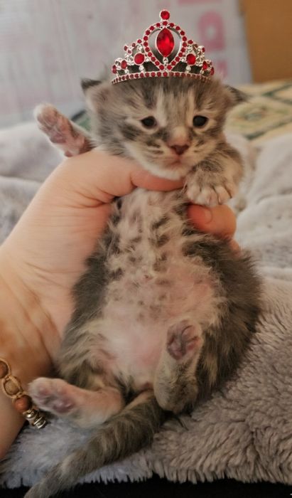 Maine coon fetita pedigree felisa