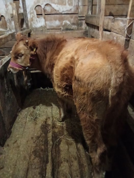 Продаю бычка  подсосного