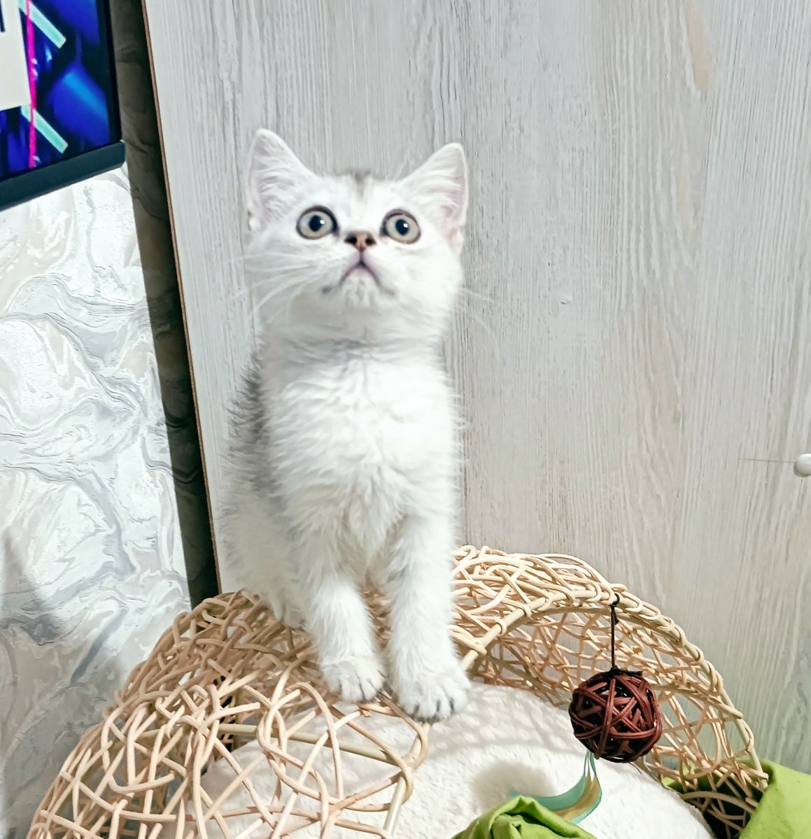 Продаются британские котята мальчики и девочки