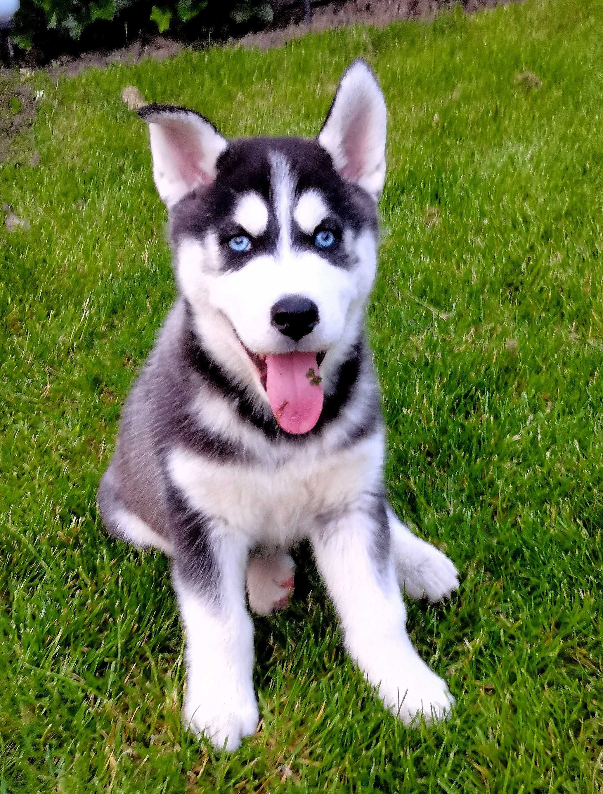 Pui Husky Siberian mascul, părinți mari campioni