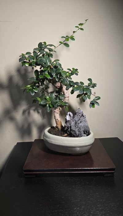 Bonsai Carmona in ghiveci ceramic.