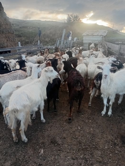 70 de capre de vanzare