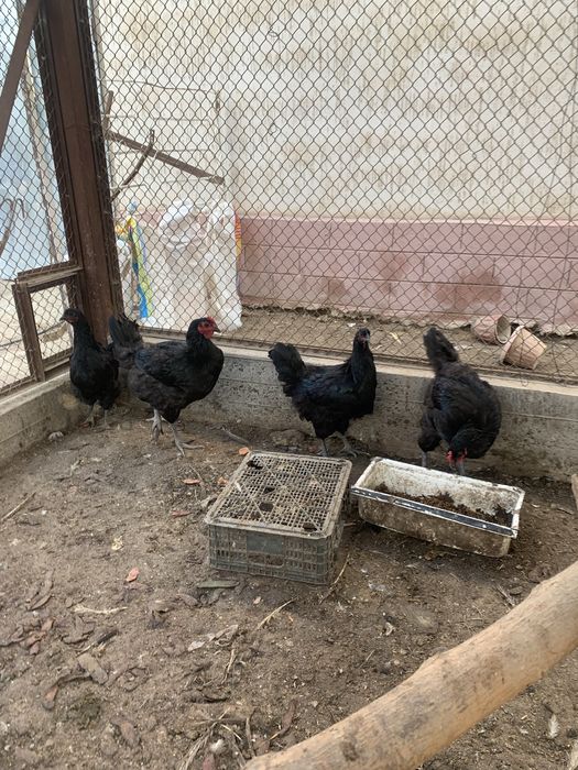 Джерси гигант сатылады