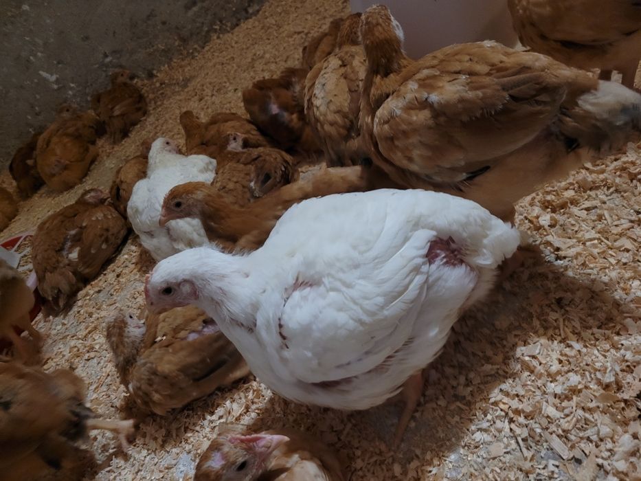 Pui de vanzare.              .