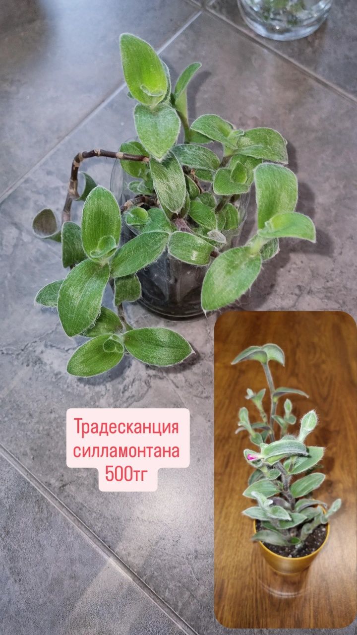 Фикусы разные , юкка и диффенбахия.Цветы для дома и офиса