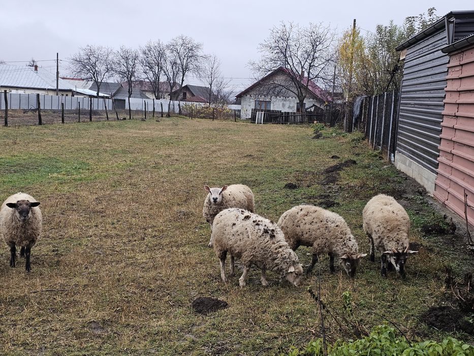 Vând oi metis texel cu sufolk si metis mielute (mioare)