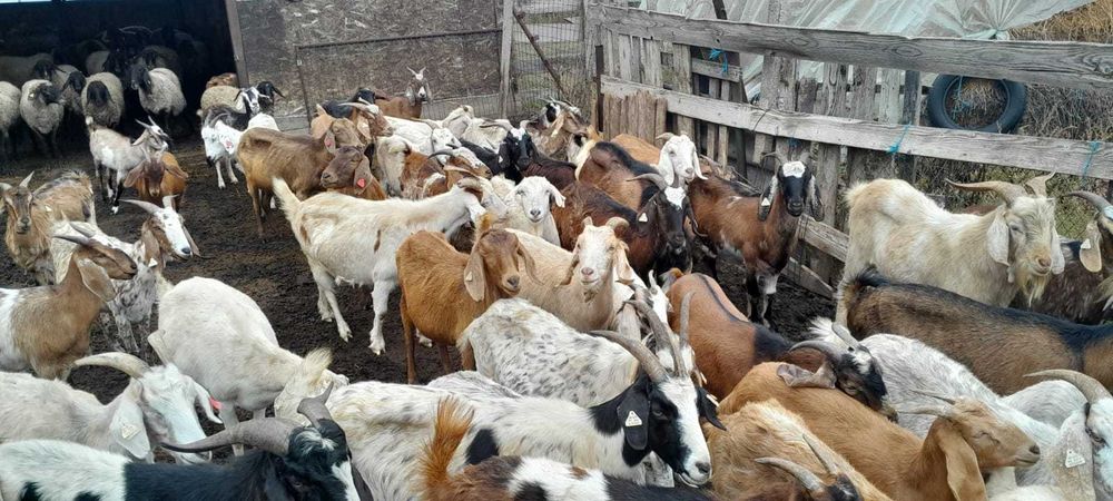 Vând 15 capre tinere